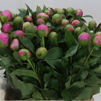 Freshy Paeonia Pivoine L “Monsieur Jules Elie” | Couleur: Violet | Longueur ± 60 centimeter | Par 10 fleurs fraîches