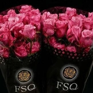 Freshy Large-flowered Roses “All 4 Love” | Colour: Pink | Length ± 60 centimetre | Origin Ecuador | Per 20 roses