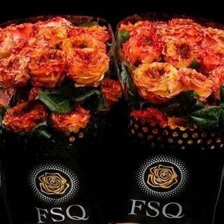 Freshy Rose à grandes fleurs “El Fuego” | Couleur: Rose Orange | Longueur ± 50 centimeter | Origine Équateur | Par 20 roses