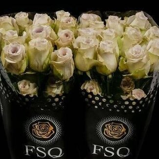 Freshy Rose à grandes fleurs “Early Grey” | Couleur: Gris | Longueur ± 50 centimètre | Origine Équateur | Par 20 roses