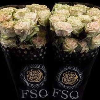 Freshy Rose à grandes fleurs “Country Secret” | Couleur: Rose | Longueur ± 50 centimeter | Origine Ecuador | Par 20 roses