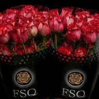 Freshy Großblütige Rose “Iguazu” | Farbe: Rosa Rot | Länge ± 50 centimeter | Herkunft Ecuador | Pro 20 Rosen