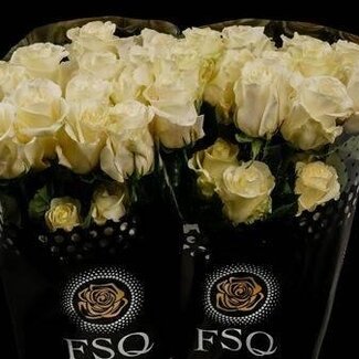 Freshy Rose à grandes fleurs “First Lady” | Couleur: Blanc | Longueur ± 50 centimeter | Origine Ecuador | Par 20 rozen