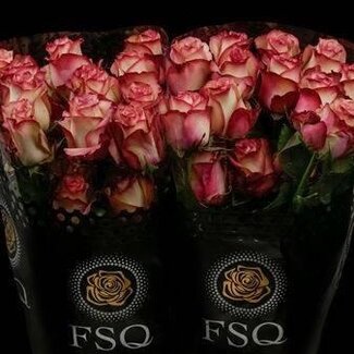 Freshy Grootbloemige Roos “Paloma” | Kleur: Roze | Lengte ± 50 centimeter | Herkomst Ecuador | Per 20 rozen