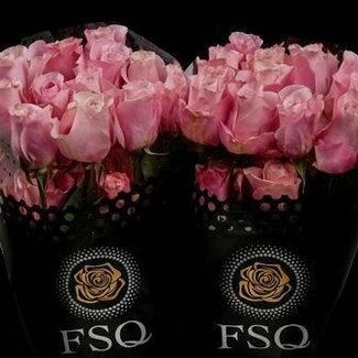 Freshy Rose à grandes fleurs “Secret Garden” | Couleur: Rose | Longueur ± 70 centimeter | Origine Équateur | Par 20 roses
