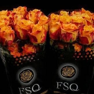 Freshy Rose à grandes fleurs “Silantoi” XL | Couleur: Orange | Longueur ± 50 centimeter | Origine Équateur | Par 20 roses