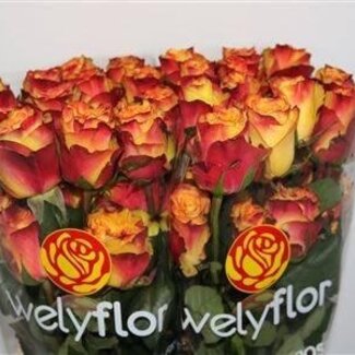Freshy Rosen “News Flash” | Farbe: Gelb Rood | Länge ± 50 centimeter | Per 25 rozen