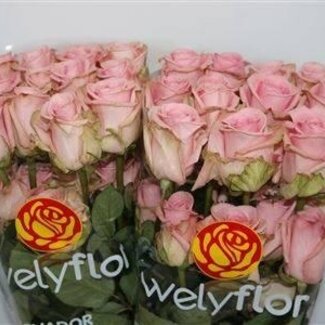 Freshy Roses “Pink Candy” | Couleur: Rose | Longueur ± 40 centimeter | Par 25 roses