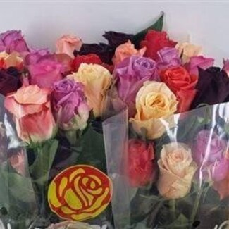 Freshy Roses Mixed | Colour: Mixed Colours | Length ± 60 centimetre | Per 25 roses