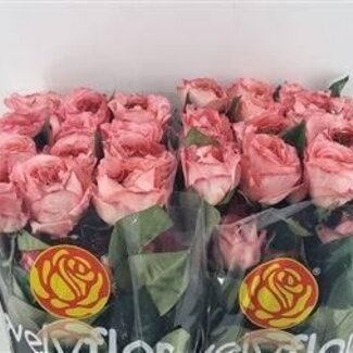 Freshy Roses “Manderin Xpression” | Couleur: Rose | Longueur ± 50 centimeter | Par 25 roses