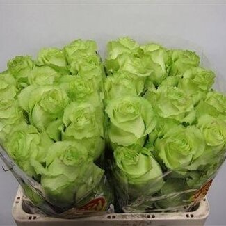 Freshy Roses “Lemonade” | Couleur: Vert | Longueur ± 50 centimeter | Par 25 roses