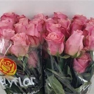 Freshy Rosen “Hermosa” | Farbe: Rosa | Länge ± 50 centimeter | Pro 25 Rosen