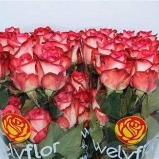 Freshy Roses “Blush” | Couleur: Wit -> wait, I mistakenly left "Wit". Need final correct. Sorry. Let's output corrected: