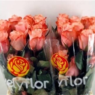Freshy Roses “Be Sweet” | Couleur: Rose Orange | Longueur ± 70 centimeter | Par 25 roses