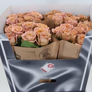 Freshy Roses “Cappuccino” | Couleur: Rose | Longueur ± 70 centimeter | Par 10 roses