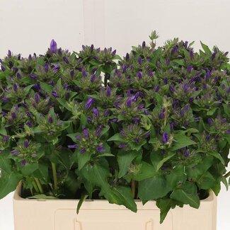 Freshy Campanula Glomerata “Superba” | Couleur: Violet | Longueur ± 55 centimeter | Par 50 fleurs fraîches