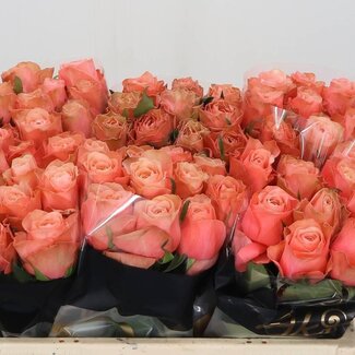 Freshy Rosen “Kahala” | Farbe: Rosa | Länge ± 50 centimeter | Pro 10 Rosen