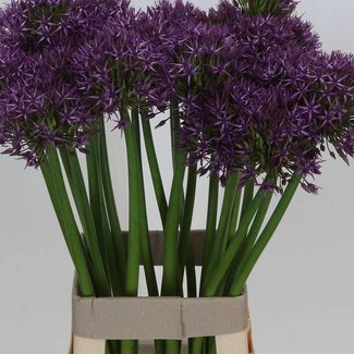 Freshy Allium Sierui “Atlas” | Couleur: Violet | Longueur ± 75 centimeter | Par 10 tiges de fleurs fraîches