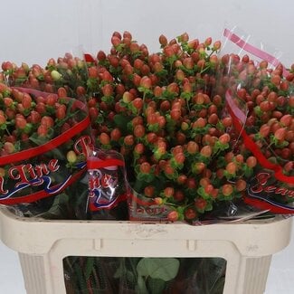Freshy Hypericum Globo Coral