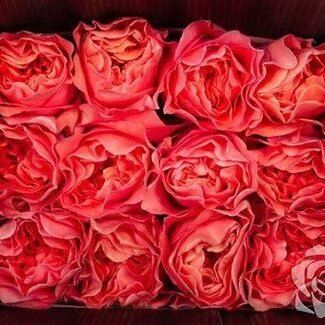 Freshy Rosa Garden Candy X-pression