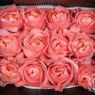 Freshy Rose de jardin “Dragonfly” | Couleur: Rose | Longueur ± 50 centimeter | Par 100 fleurs fraîches