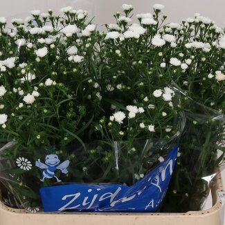 Freshy Aster Cassy Hollands