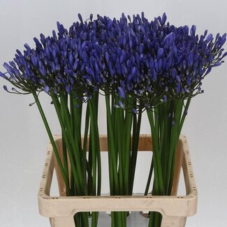 Freshy Agapanthus Uri