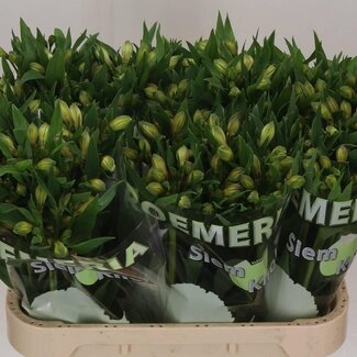 Freshy Alstroemeria “White Swan” | Colour: White | Length ± 75 centimetre | Per 10 stems fresh flowers