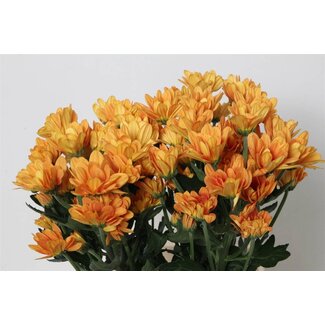 Freshy Spray chrysanthemum Chrysanthemum “Kaya” | Colour: Orange Yellow | Length ± 70 centimeter | Per 10 stems fresh flowers