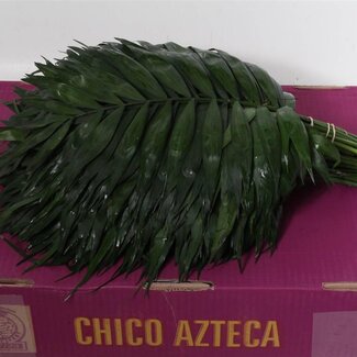 Freshy Chico Jumbo Azteca Chamaedorea | Colour: Green | Length ± 45 centimeter | Per 5 bunches