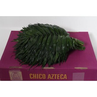 Freshy Chico Jumbo Azteca Chamaedorea | Colour: Green | Length ± 45 centimeter | Per 5 bunches