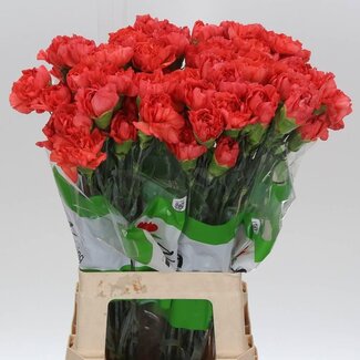Freshy Long Carnation “Funza Tangelo Orange” | Colour: Mixed Colours | Length ± 70 centimeter | Per 20 fresh flowers