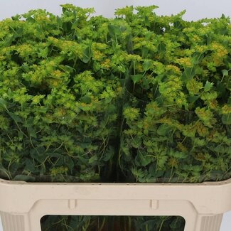 Freshy Bupleurum Rotundifolium Bouclier doré | Couleur: Jaune | Longueur ± 70 centimeter | Par 25 tiges de fleurs fraîches