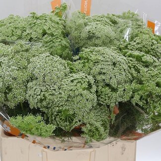 Freshy Dill | Farbe: Weiß | Länge ± 60 centimeter | Pro 25 Stiele frische Blumen