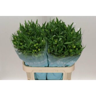 Freshy Alstroemeria “Virginia” | Colour: White | Length ± 75 centimetre | Per 10 stems fresh flowers