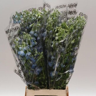 Freshy Delphinium “Ballkleid” | Colour: Blue | Length ± 80 centimeter | Per 10 stems fresh flowers