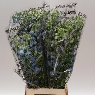 Freshy Delphinium “Ballkleid” | Couleur: Bleu | Longueur ± 80 centimeter | Par 10 tiges de fleurs fraîches