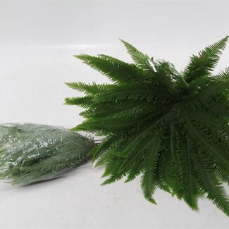 Freshy Cyperus Umbrella Plante parapluie | Couleur: Vert | Longueur ± 50 centimeter | Par 2 bottes