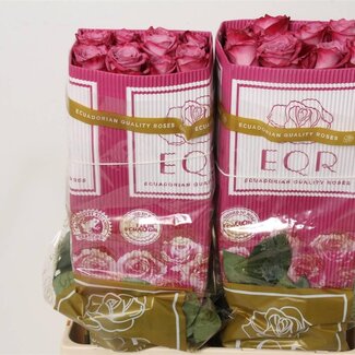 Freshy Roses à grandes fleurs “Moody Blues” | Couleur: Violet | Longueur ± 60 centimeter | Origine Équateur | Par 25 roses
