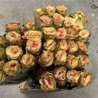 Freshy Rose à grandes fleurs “Funky Soul” | Couleur: Rose Jaune | Longueur ± 50 centimeter | Origine Équateur | Par 20 fleurs fraîches