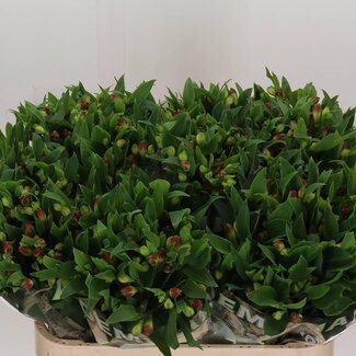 Freshy Alstroemeria Fl “Noa” | Couleur: Rouge | Longueur ± 75 centimeter | Par 10 tiges fleurs fraîches