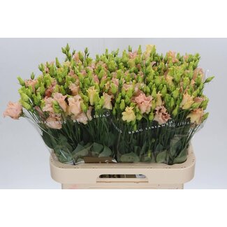 Freshy Eustoma Lisianthus Enkelblütig “Falda Apricot” | Farbe: Wit | Länge ± 70 centimeter | Pro 10 stelen verse bloemen