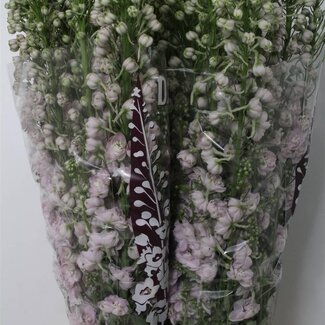 Freshy Delphinium “Dew Pink” Spijker | Couleur: Violet | Longueur ± 110 centimeter | Par 10 tiges de fleurs fraîches