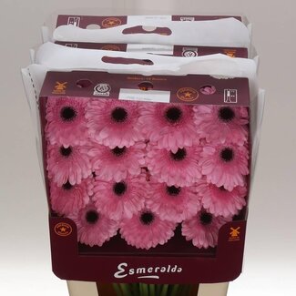Freshy Gérbera Gr Aqua “Pre-semmy” | Couleur: Rose | Longueur ± 45 centimeter | Par 15 fleurs fraîches