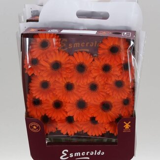 Freshy Gerbera Mi Aqua “Allure” | Couleur: Orange | Longueur ± 45 centimeter | Par 20 fleurs fraîches