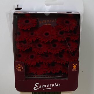 Freshy Gérbera Mi Aqua “Black Tie” | Couleur: Rouge | Longueur ± 45 centimeter | Par 20 fleurs fraîches