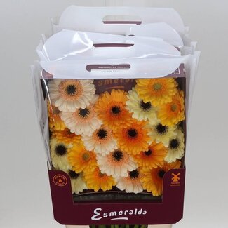 Freshy Gérbera Mi Aqua “Mix Valencia” | Couleur: Couleurs mélangées | Longueur ± 45 centimeter | Par 20 fleurs fraîches