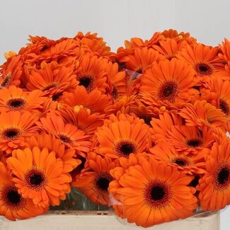 Freshy Germini Aqua “Allure” | Couleur: Orange | Longueur ± 50 centimeter | Par 20 fleurs fraîches