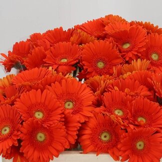 Freshy Germini Aqua “Henry” | Couleur: Orange | Longueur ± 50 centimeter | Par 20 fleurs fraîches