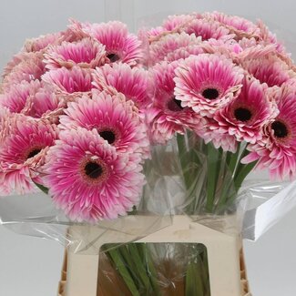 Freshy Gerbera “Prelude” | Farbe: Rosa | Länge ± 50 centimeter | Pro 10 frische Blumen